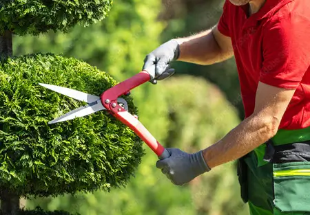 Professional landscaper trimming a shaped tree - Digital marketing SEO for landscaping businesses